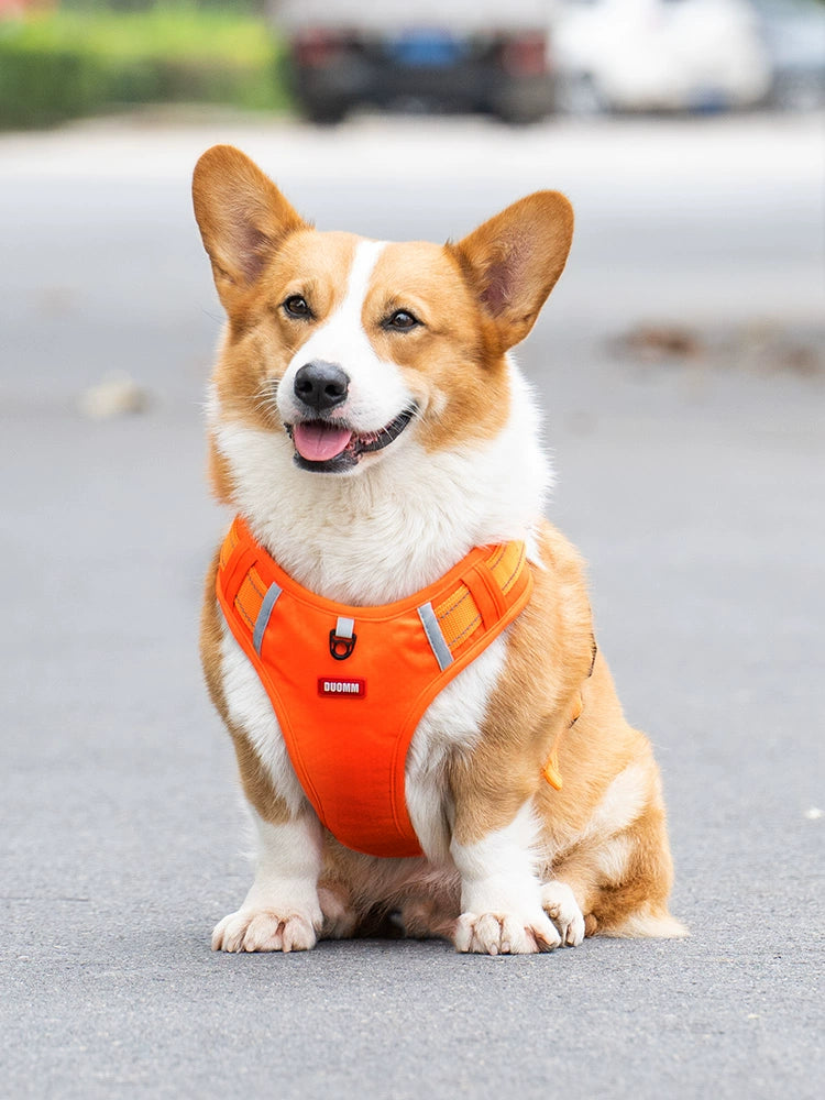 Dog Hand Holding Rope Corgi Dog Leash Chest Strap Collar Pet Medium-Sized Dog Small Size Dogs Vest Dog Chain Walk Dog